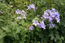 IMAG0224[1].webp