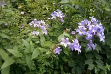 IMAG0225[1].webp