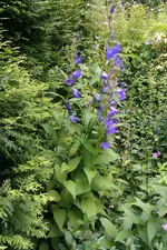 IMAG0226[1].webp