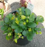 Erdbeeren Rosana.webp