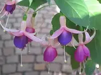 001[2].webp