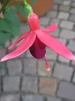 004[1].webp