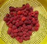 Himbeerernte.webp