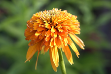 erste Blüten der Orange Marmelade_1024.webp