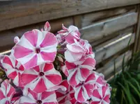 CIMG7859.webp