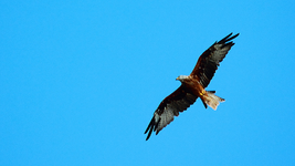 Mäusebussard1_1024.webp