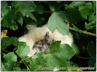 Distelfinkenbabys (1).webp