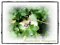 Distelfinkenbabys mit Mami.webp