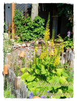 Ligularia.webp