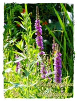 Blutweiderich.webp