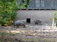 Wildschweine (1).webp