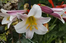 _DSC2615.webp