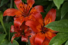 _DSC2613.webp