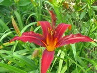 crimson pirat_1024x768.webp