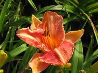 pretty fancy1_1024x768.webp