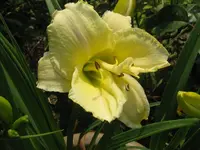 white tie affair_1024x768.webp