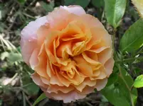 unbekannte Topfrose (2).webp
