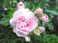 Larissa.webp