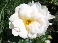 Lions Rose.webp