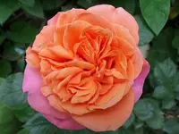 Mary Ann.webp