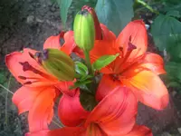 image.webp
