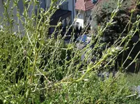 20130716_155515.webp