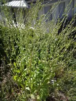 20130716_155509.webp