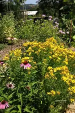 Garten.webp