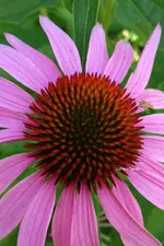 Echinacea1.webp