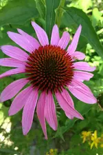 Echinacea2.webp