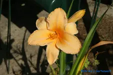 Flomes of Fortune+.webp