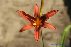 Galaxy Explotion+.webp