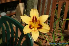 Mikado+.webp