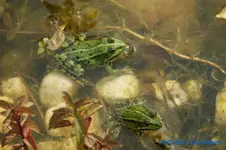 comp_DSC09889.webp