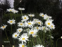 HPIM9786.webp
