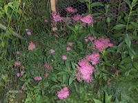 HPIM9782.webp