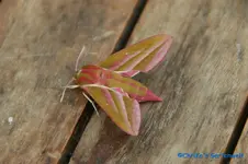comp_DSC09905.webp