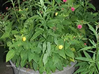 HPIM9780.webp