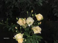 HPIM9781.webp