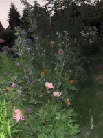 HPIM9784.webp