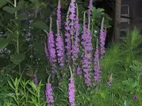 HPIM9790.webp