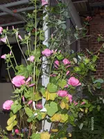 HPIM9791.webp