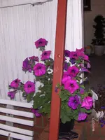 HPIM9792.webp
