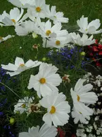 SAM_1354.webp