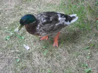 SAM_1359.webp