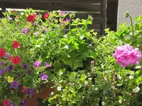 002.webp