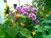 Balkon Juli.webp