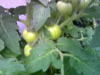 Tomate Juli.webp