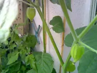 Physalis Juli.webp