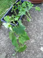 13-07-14-Luffa.webp